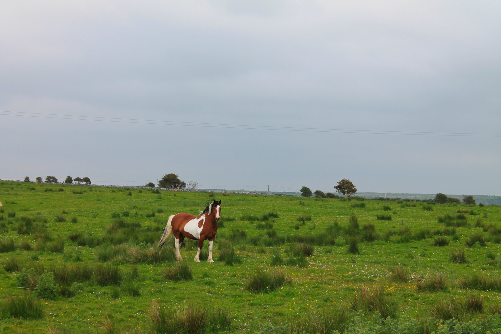 Horse in Ireland