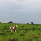 Horse in Ireland