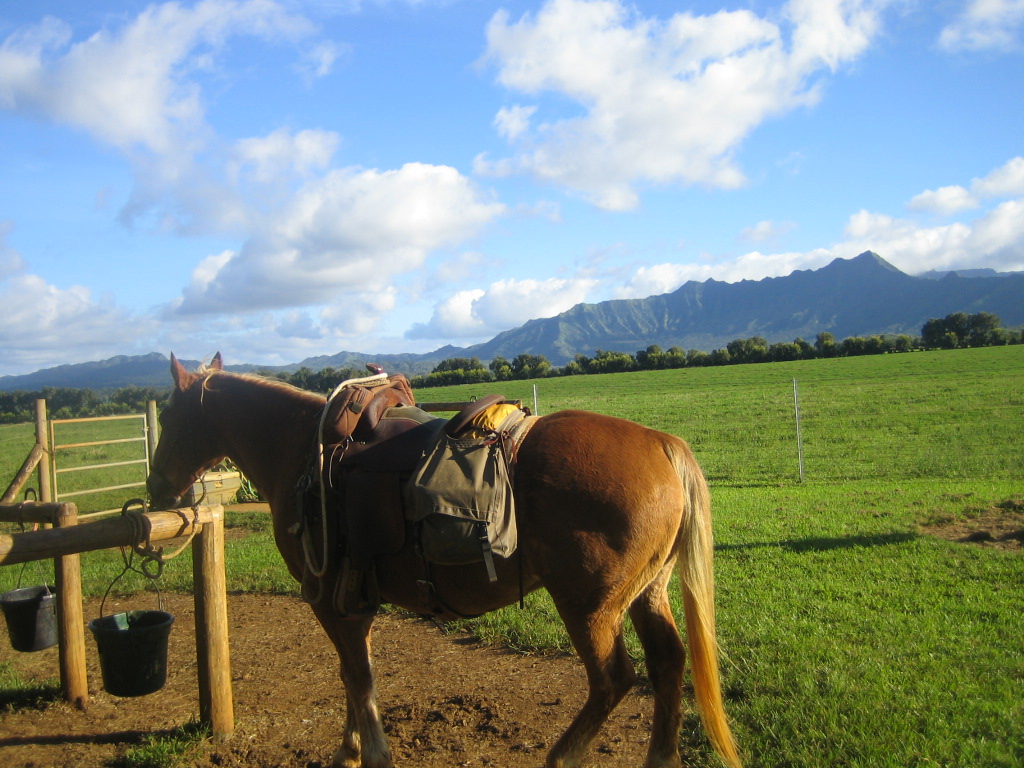 horse in kauai