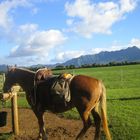 horse in kauai