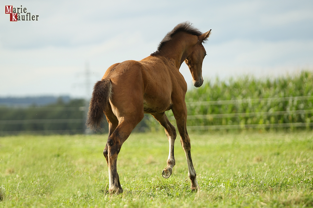 Horse in Motion