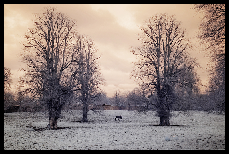 Horse in solitude