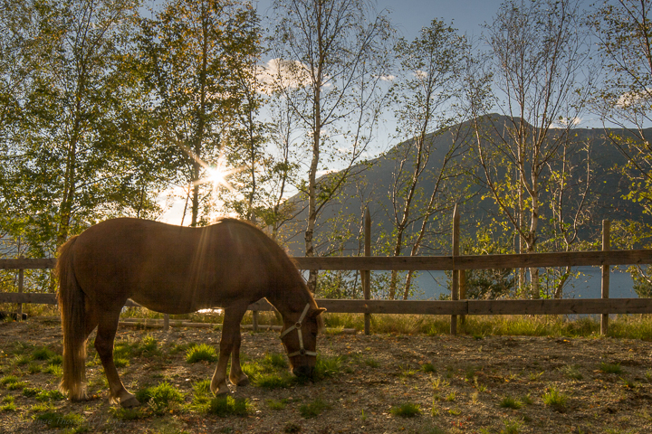 horse in sunset