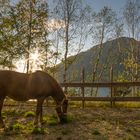 horse in sunset