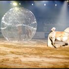 Horse in the Bubble
