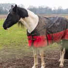 Horse in the cold