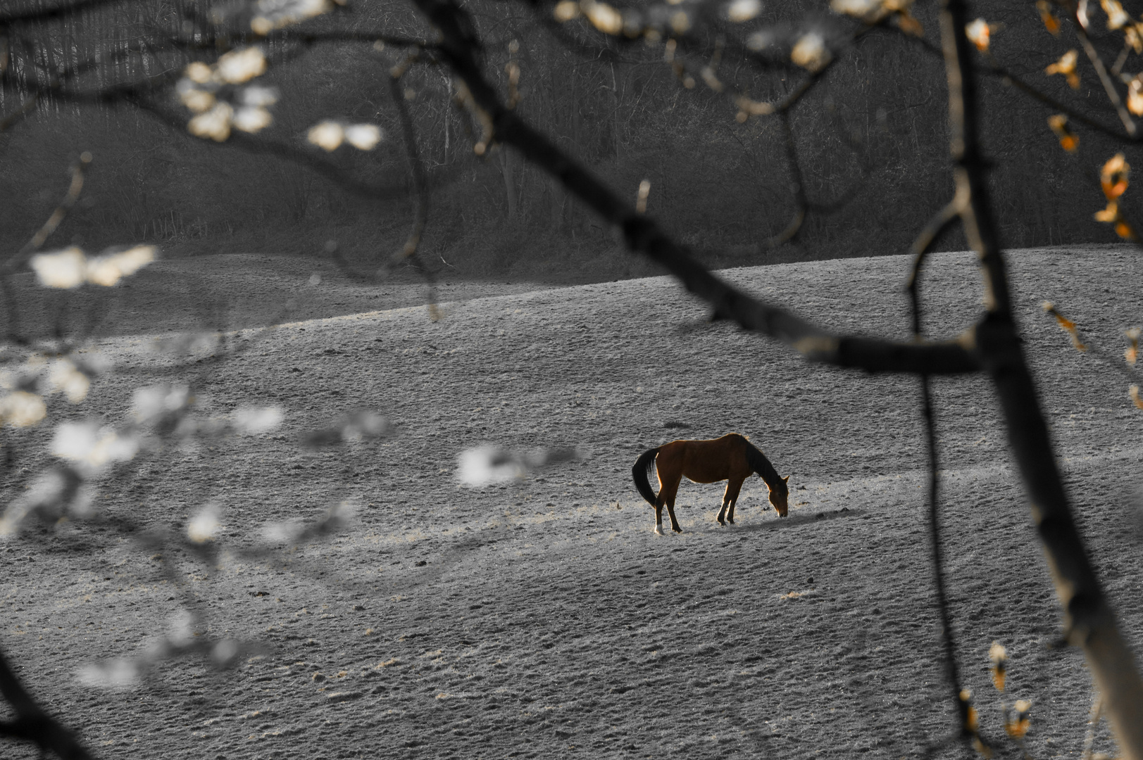 Horse in the field