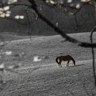 Horse in the field