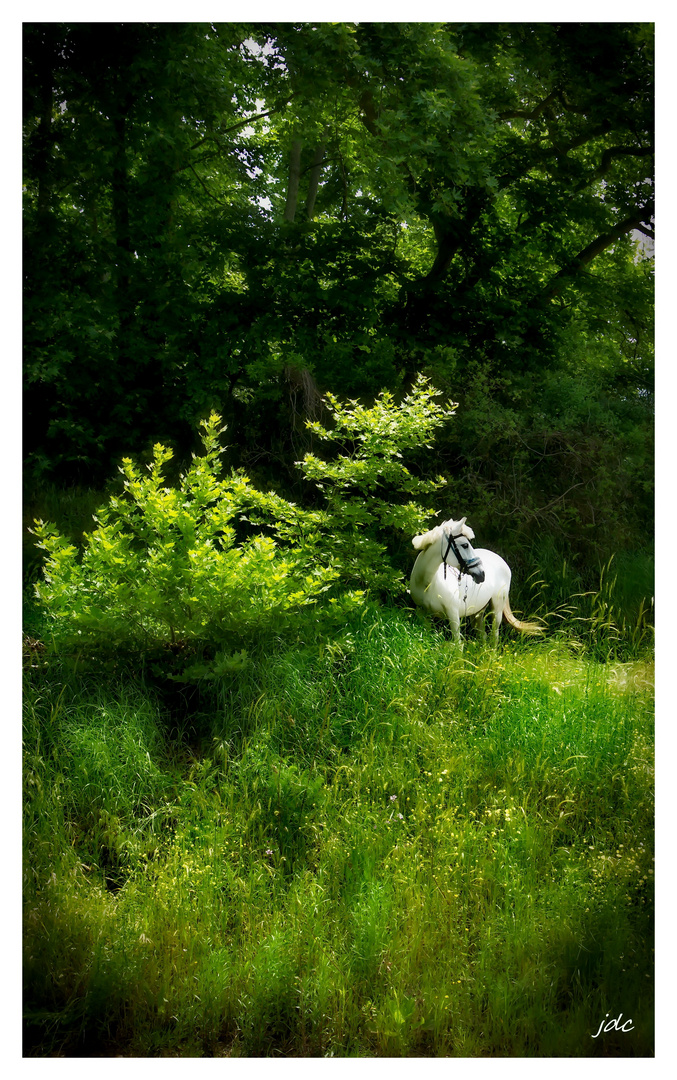 Horse in the forest