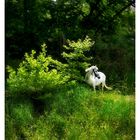 Horse in the forest