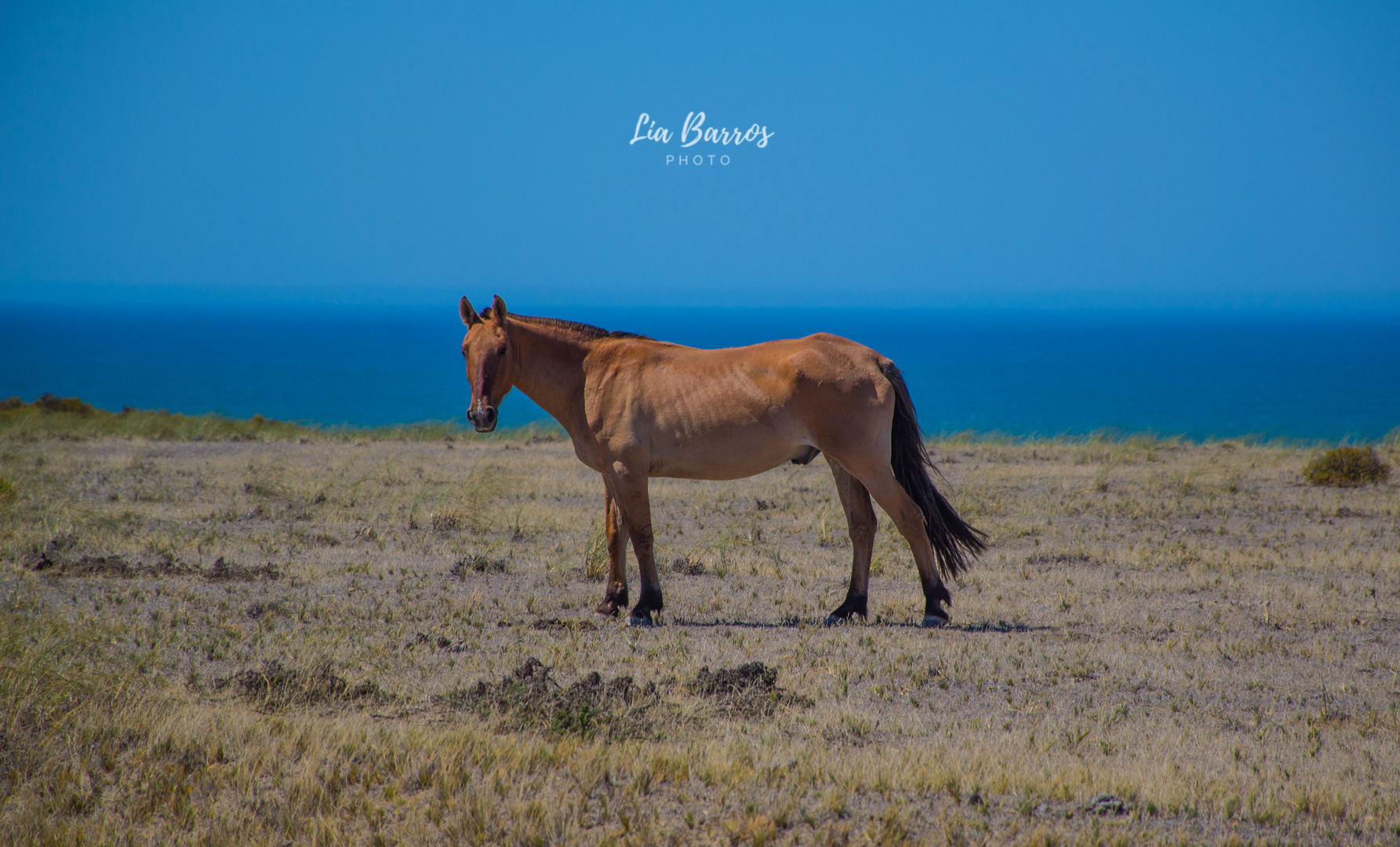 Horse in the ocean