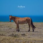 Horse in the ocean