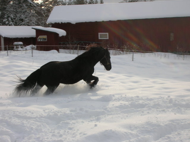 Horse in the snow.