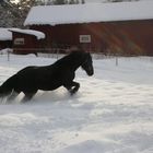 Horse in the snow.