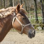 Horse in the spring