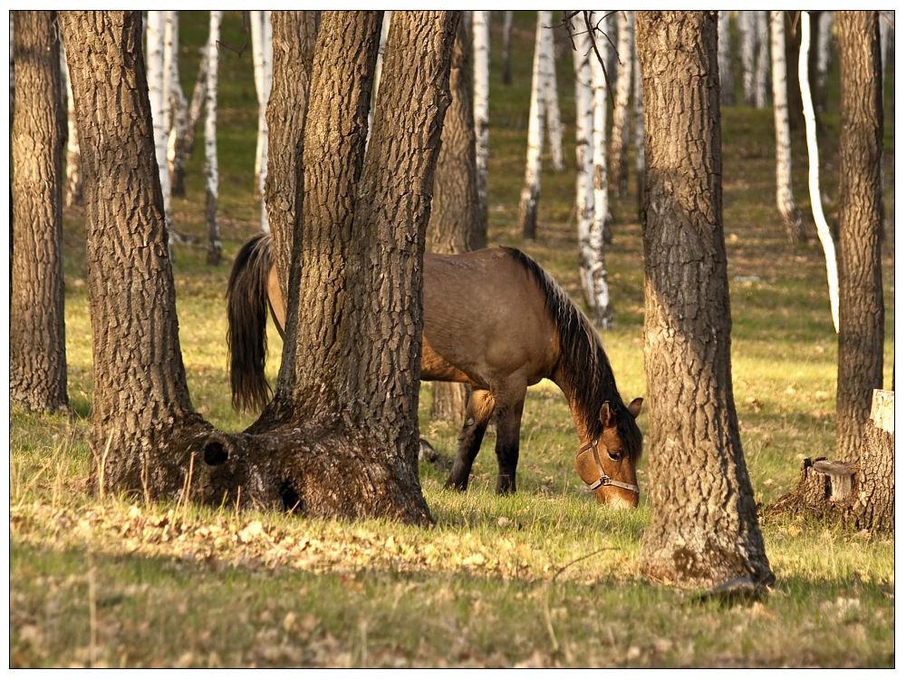 horse in the woods