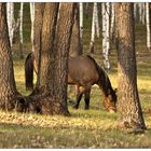 horse in the woods