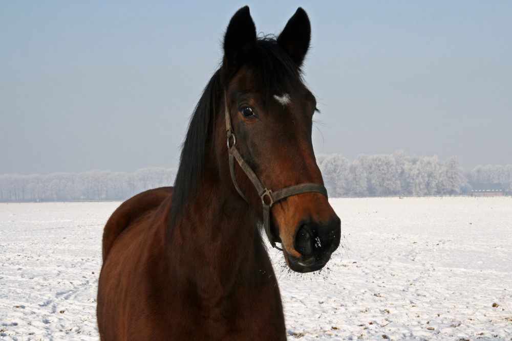 horse in winter-landscape.