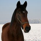 horse in winter-landscape.