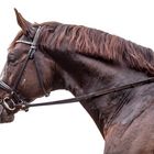 Horse isolated on a white background