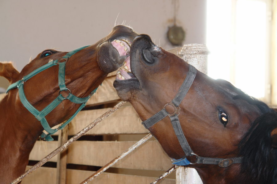 Horse kiss