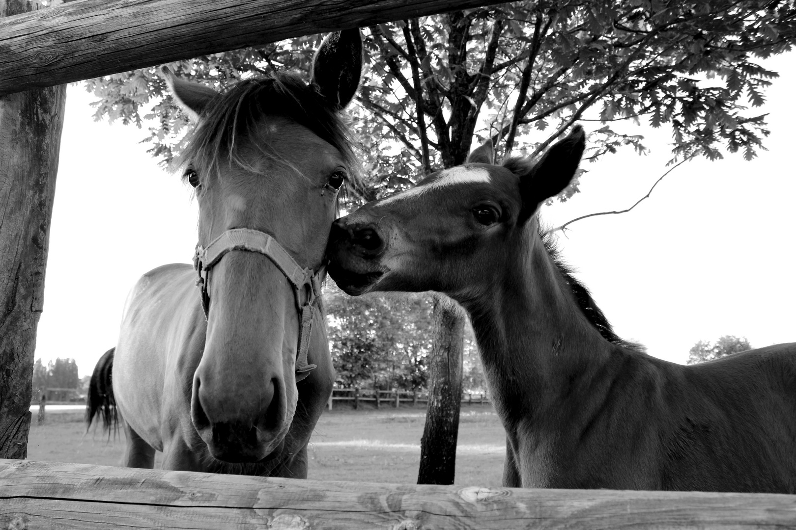Horse kiss
