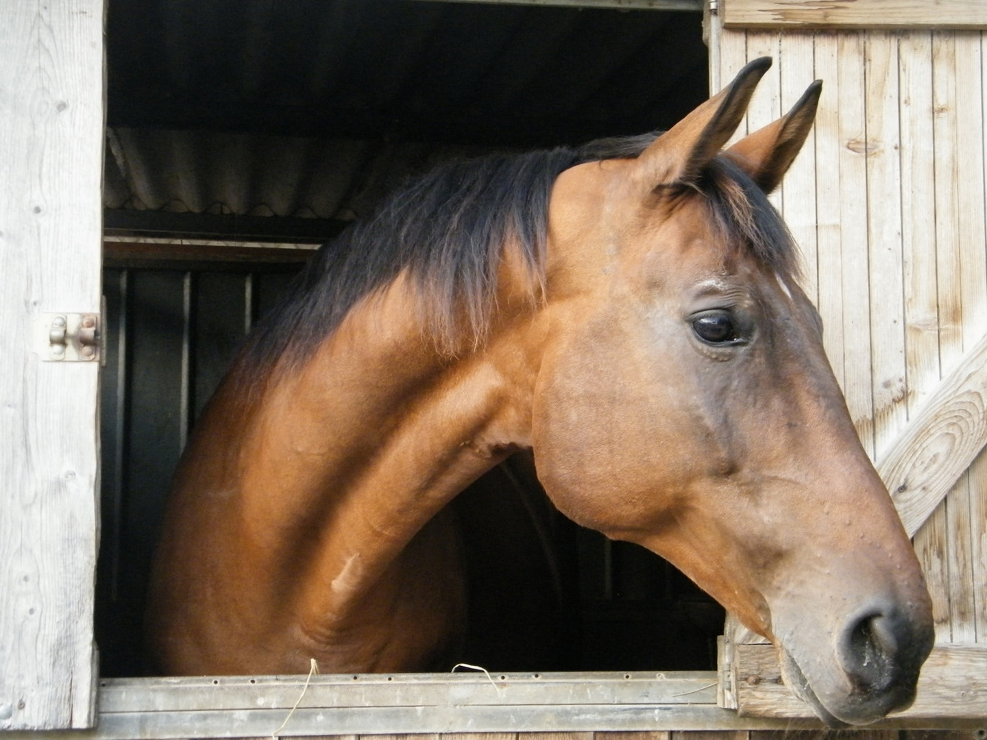 ...Horse .....La tenerezza di un’anima selvaggia........ (la mia )