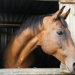 ...Horse .....La tenerezza di un’anima selvaggia........ (la mia )