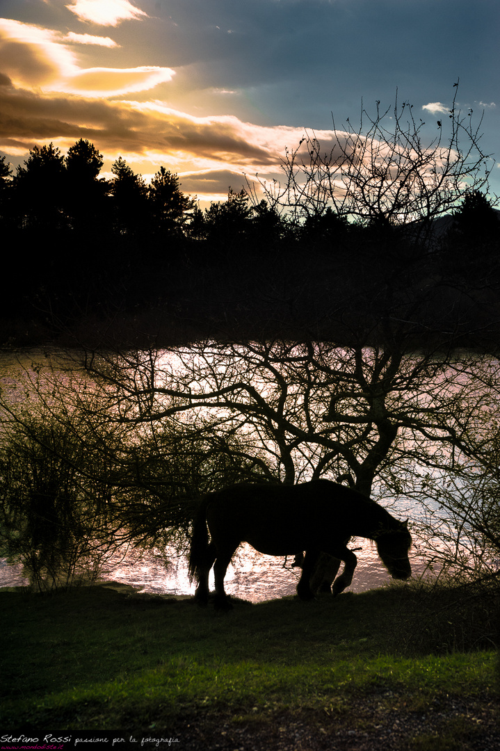 horse lake