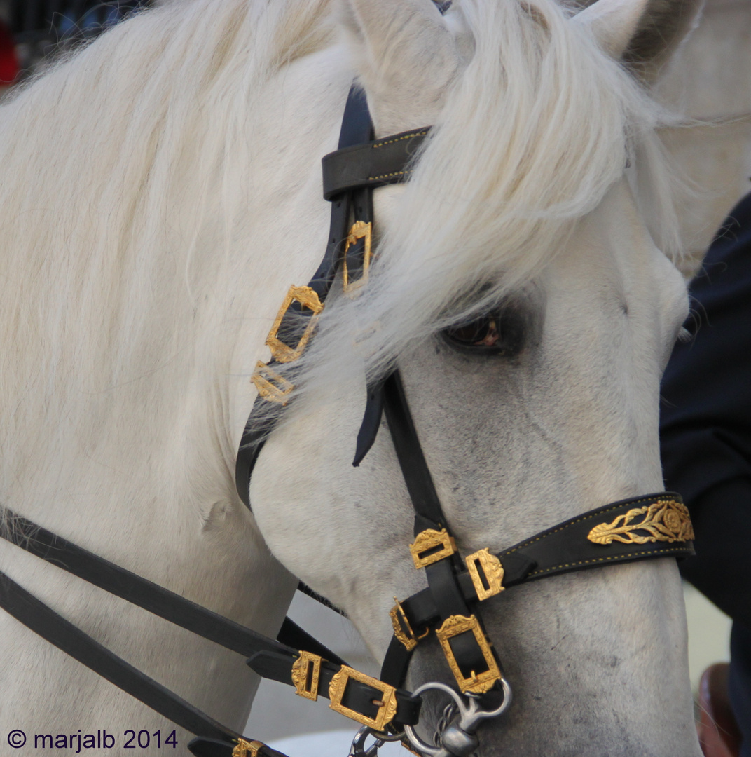 Horse looking at me while I photographed..