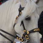 Horse looking at me while I photographed..