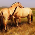 horse love 