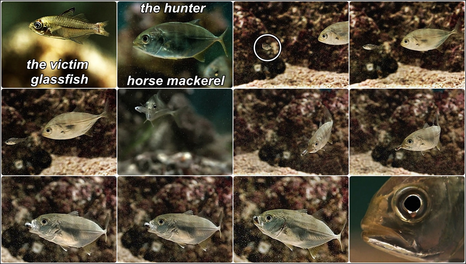 horse mackerels