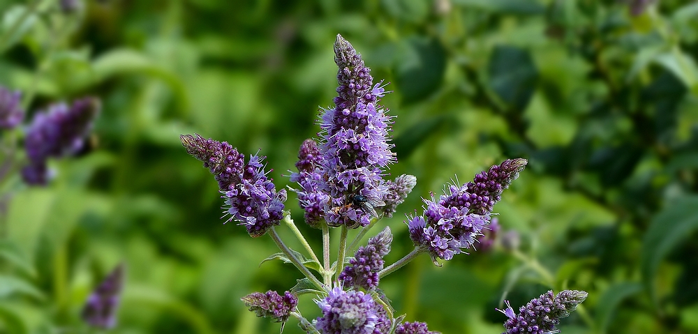 Horse Mint photo & image | plants, fungi & lichens, flowers