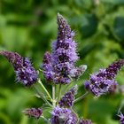 Horse Mint