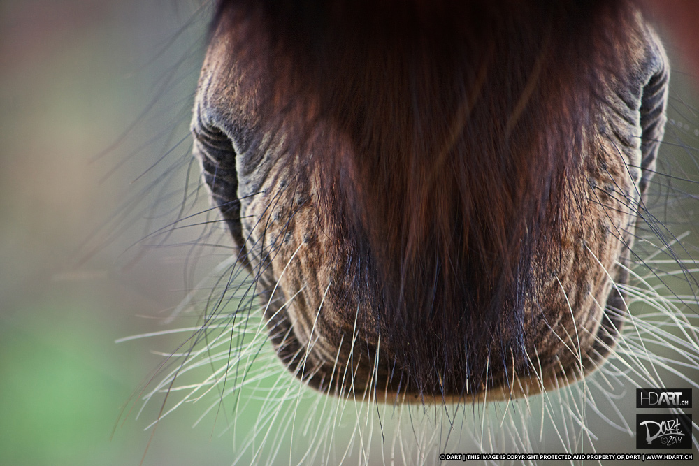 Horse Mouth