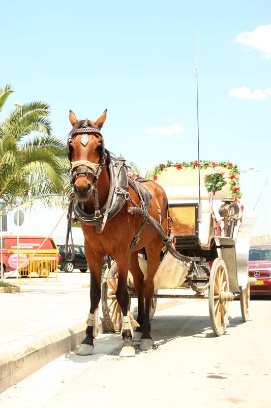 horse nafplio (greece)