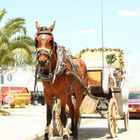 horse nafplio (greece)