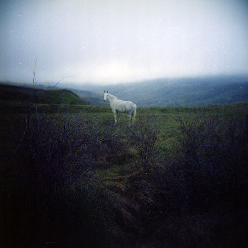 Horse near Radicofani in winter