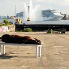 horse on table