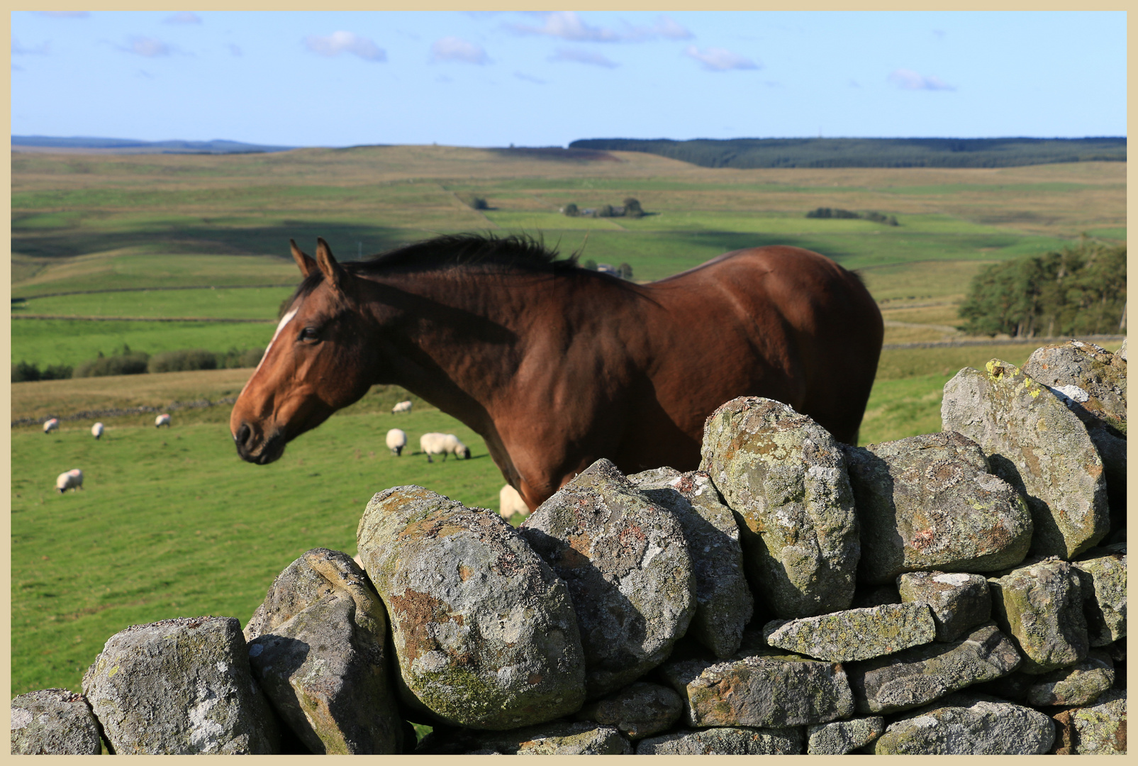 horse on the roman wall