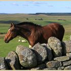 horse on the roman wall