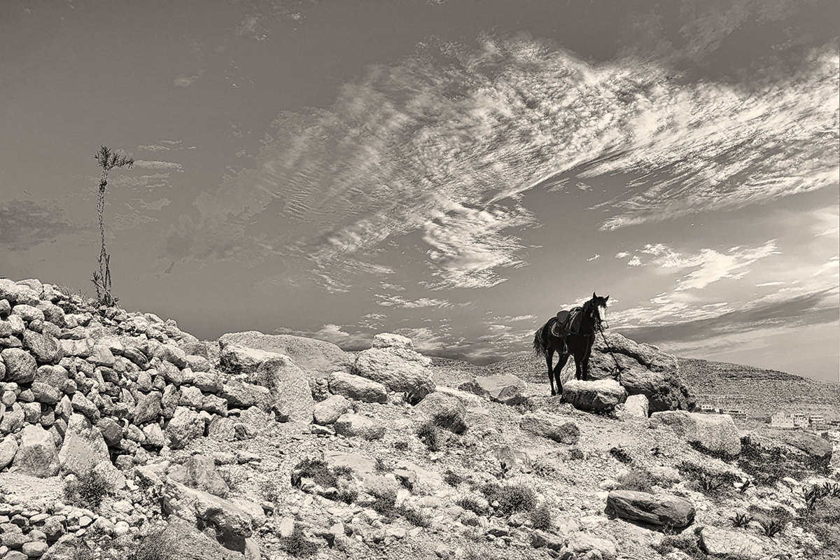 Horse, Petra