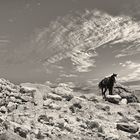 Horse, Petra