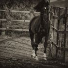 horse photo project