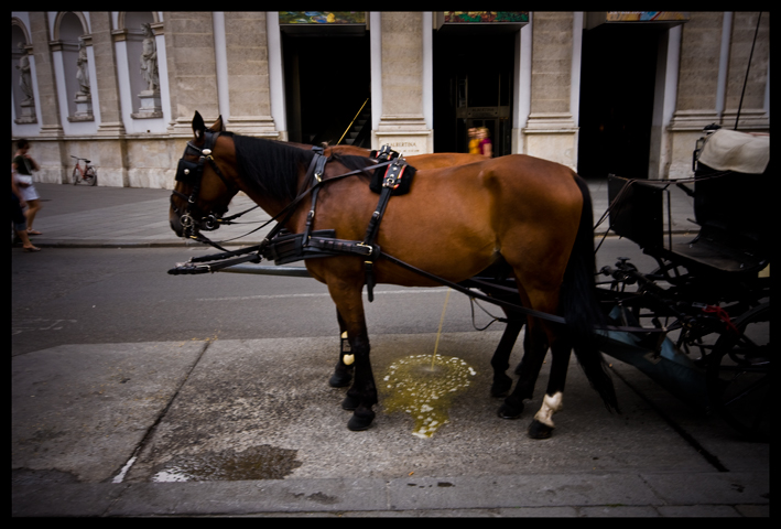 Horse Pissing