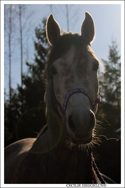 Horse portrait