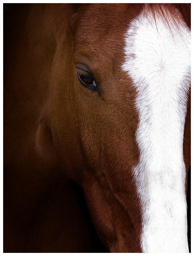 Horse Portrait