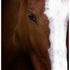 Horse Portrait