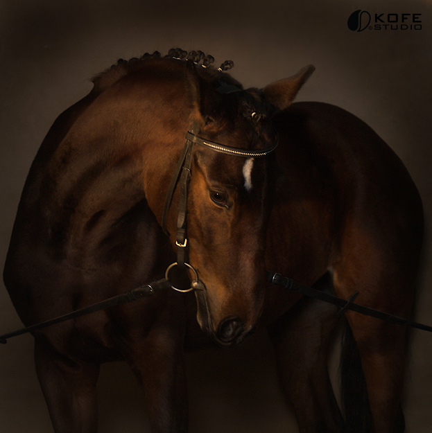 Horse portrait #1